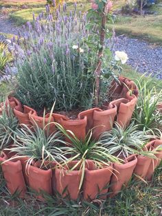 an assortment of plants in clay pots on the ground