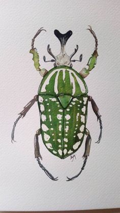 a drawing of a green bug with white spots