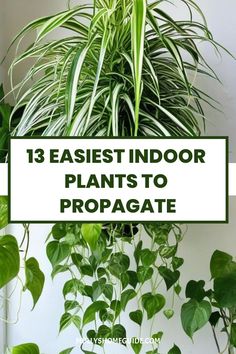 some plants that are hanging on the wall with text overlay reading 13easiest indoor plants to propagate