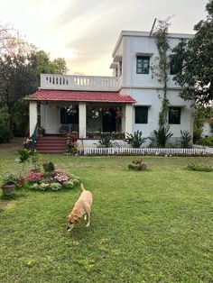 a dog is playing in the grass near a house