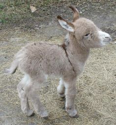 a baby goat standing on top of dry grass next to a field with text that reads, if you don't have the space for a proper horse paddock, then why not consider