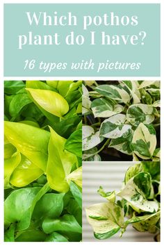 Pothos Varieties, N’joy Pothos, Pothos Plants, Marble Queen Pothos, Heart Leaf Philodendron, Neon Pothos, Epipremnum Pinnatum, Golden Pothos, Money Plant