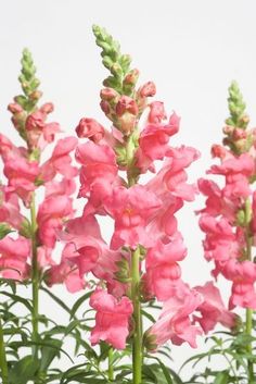 pink flowers with green stems against a white background