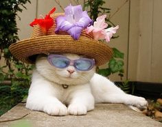 a white cat wearing sunglasses and a straw hat with flowers on it's head