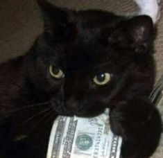 a black cat laying on top of a pile of money with one dollar bill in its mouth