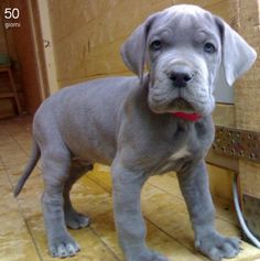 a gray dog standing on top of a tiled floor