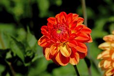 an orange and yellow flower with green leaves in the background