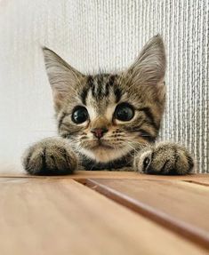 a small kitten laying on top of a wooden floor next to a white wall and looking at the camera