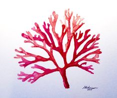 a watercolor drawing of a pink coral tree