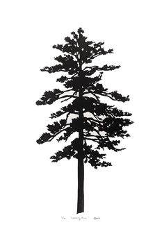 a black and white photo of a tall pine tree with no leaves on it's branches