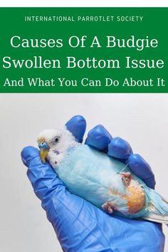 a blue gloved hand holding a bird with the words cause of a budgie swollen bottom issue and what you can do about it