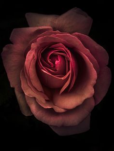 a pink rose is shown in the dark