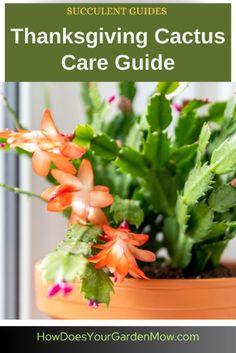 a potted plant with the words, thanksgiving cactus care guide