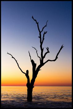 a tree that is standing in the water