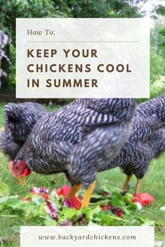 three chickens standing in the grass with text overlay reading how to keep your chickens cool in summer