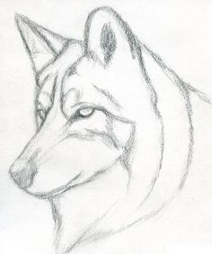 a pencil drawing of a wolf's head