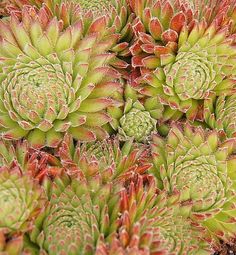 some very pretty green and red plants together