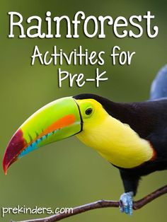 a toucan sitting on top of a tree branch with the words rainforest activities for pre - k