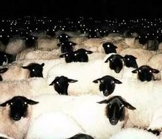 a herd of sheep standing next to each other on a field at night with lights in the background