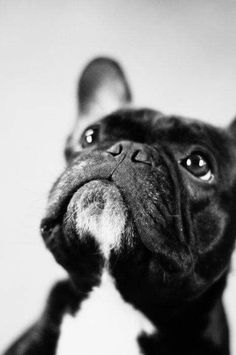 a black and white photo of a dog's face