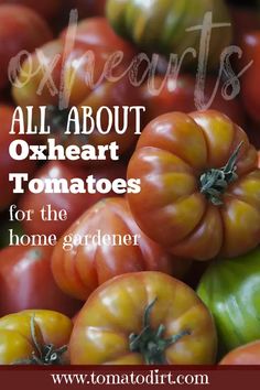 tomatoes and other vegetables with the words all about oxheat tomatoes for the home gardener