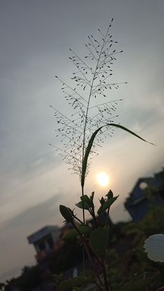 the sun is setting behind a plant with long thin stems in front of some houses