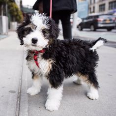 a small black and white dog standing on top of a sidewalk