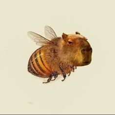 a close up of a bee on a white background