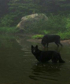 two dogs are standing in the water near some rocks and grass, while one dog is looking at something