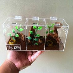 a hand holding up a clear box with plants in it