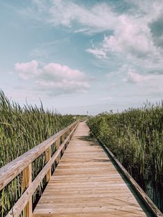 a wooden walkway leading through tall grass