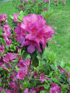 pink flowers are blooming in the garden