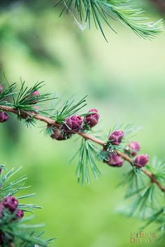 the branch of a pine tree with cones on it's needles and pink flowers