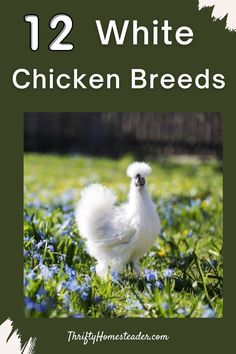 a white chicken standing in the grass with blue flowers behind it and text overlay that reads, 12 white chicken breeds