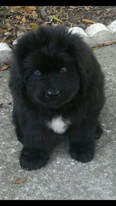 a small black dog sitting on top of a cement floor next to leaves and rocks