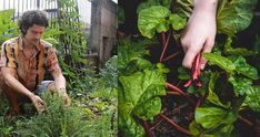 a man kneeling down next to a garden filled with green plants