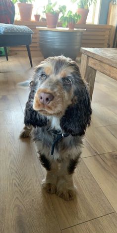 a brown and black dog sitting on top of a wooden floor