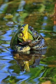 a frog is sitting in the water with its mouth open and it's tongue hanging out