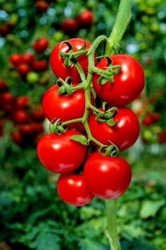 some red tomatoes are growing on the vine