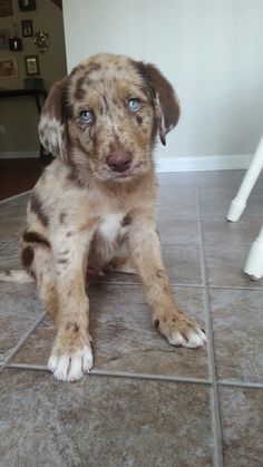 a brown and black puppy sitting on top of a tile floor