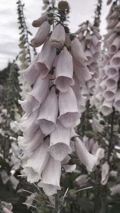 pink flowers are blooming in the field