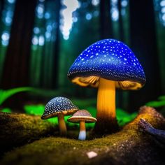 two blue mushrooms in the middle of a forest filled with green grass and trees at night