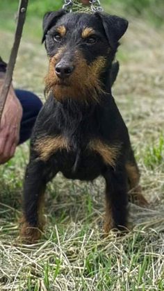 a small black and brown dog standing on top of a grass covered field next to a person