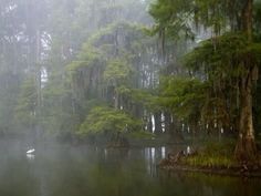 a lake surrounded by trees and fog in the middle of the day with a white swan floating on it