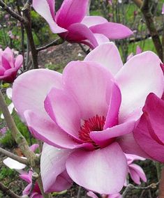 pink flowers are blooming in the garden