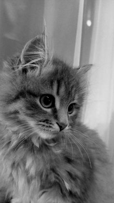 a fluffy cat sitting on top of a table