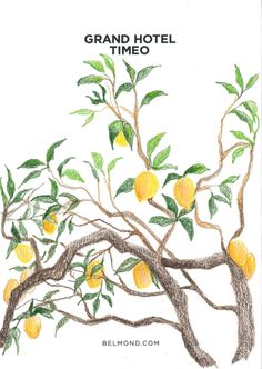 a drawing of a tree with lemons on it and the words grand hotel timeo