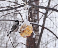 two birds eating from a bird feeder hanging on a tree branch in the winter time