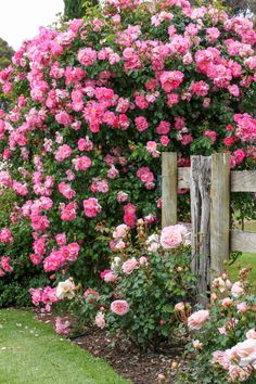 a wooden fence surrounded by pink flowers