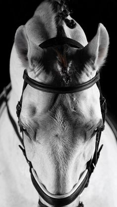 black and white photograph of a horse's head with bridle on it